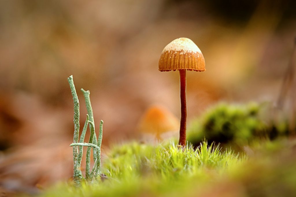 mushroom, fungus, moss-7583449.jpg